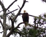 Bald Eagle in the&nbsp;Rain