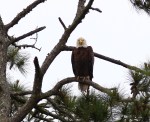 Bald Eagle Jumps Off From Pine&nbsp;Tree
