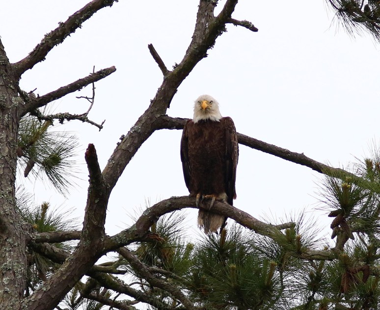 Bald Eagle Jumps Off From Pine Tree