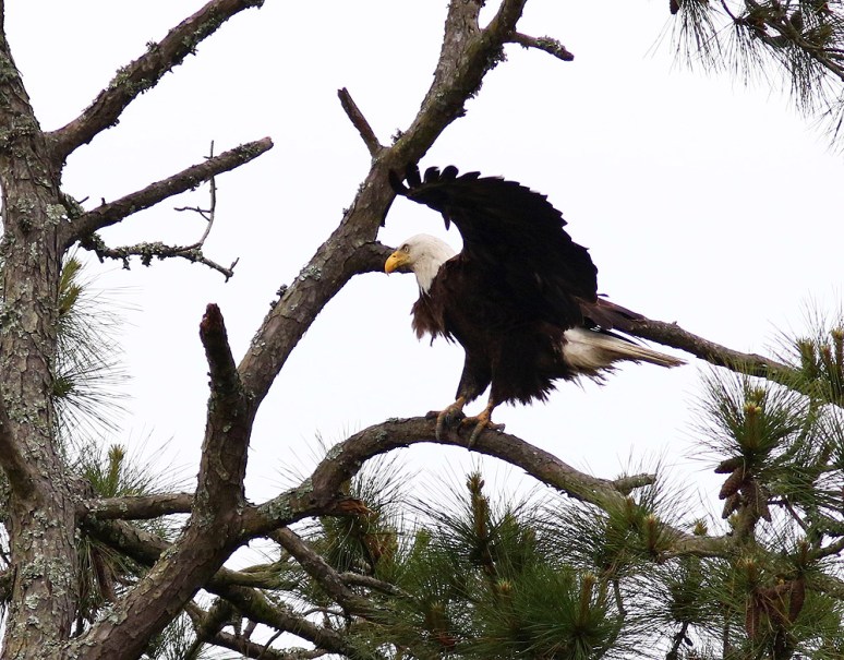 Bald Eagle Jumps Off From Pine Tree