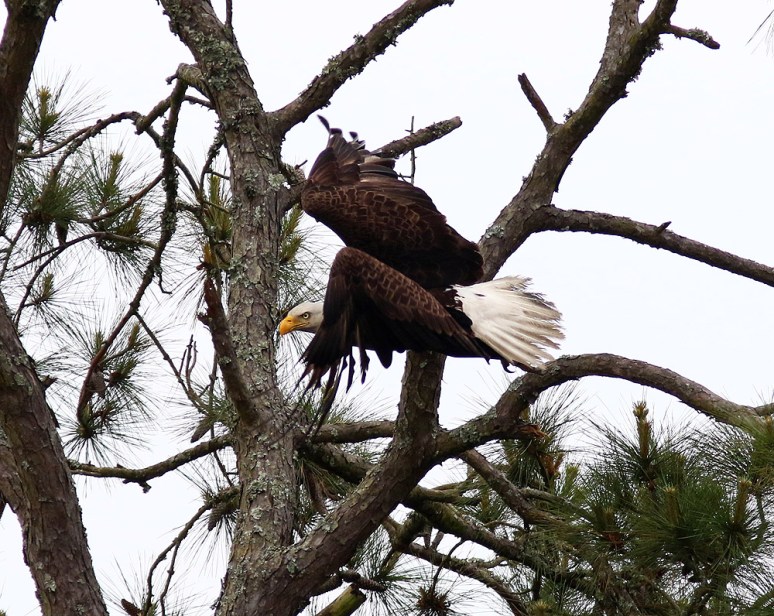 Bald Eagle Jumps Off From Pine Tree
