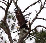 Bald Eagle Jumps Off From Pine&nbsp;Tree