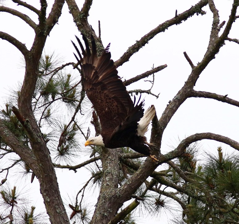 Bald Eagle Jumps Off From Pine Tree