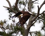 Bald Eagle Jumps Off From Pine&nbsp;Tree