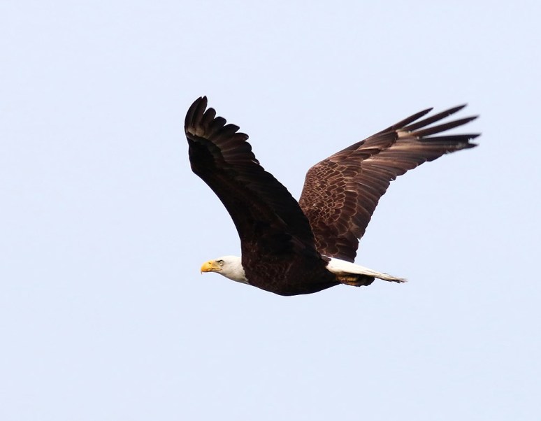 Bald Eagle Jumps Off From Pine Tree