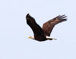 Bald Eagle Jumps Off From Pine&nbsp;Tree