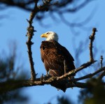 Bald Eagle Sitting in a Pine&nbsp;Tree