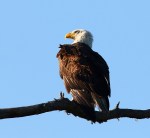 Bald Eagle Sitting in a Pine&nbsp;Tree