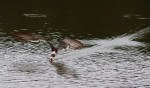 Black Skimmer Hits The Salt&nbsp;Marsh