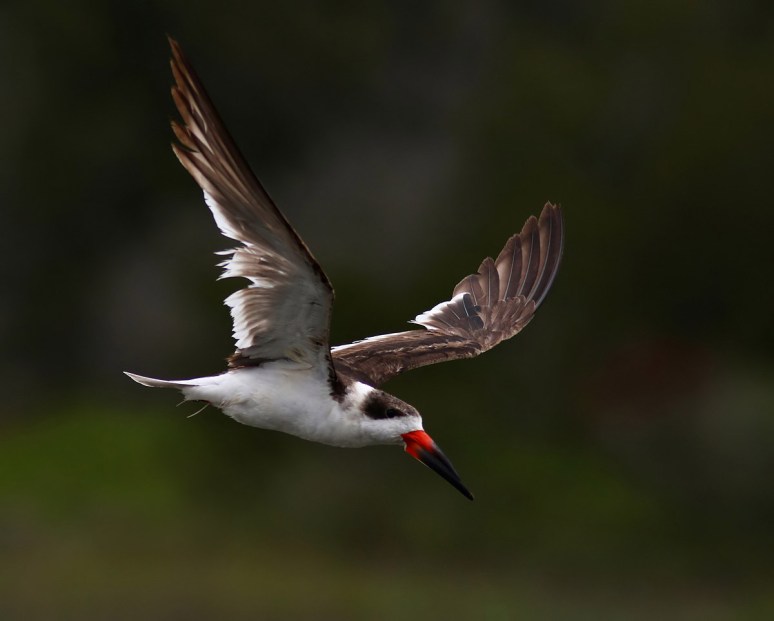 Black Skimmer Hits The Salt Marsh 