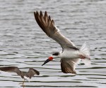 Black Skimmer Hits The Salt&nbsp;Marsh