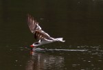 Black Skimmer Hits The Salt&nbsp;Marsh