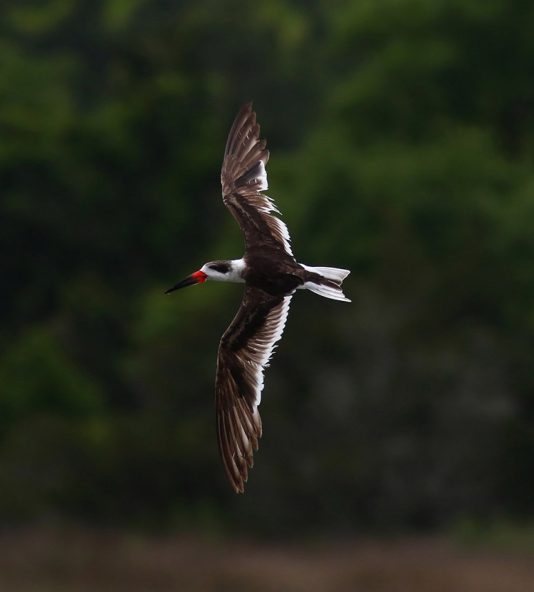 Black Skimmer Hits The Salt Marsh 