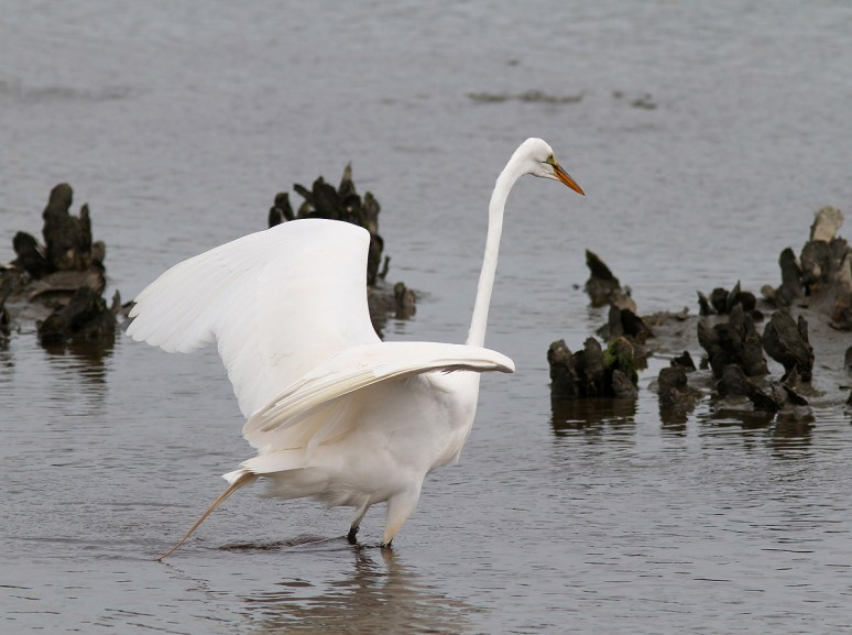 Egret Drops Big Breakfast 