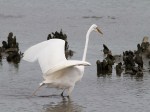 Egret Drops Big&nbsp;Breakfast