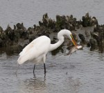 Egret Drops Big&nbsp;Breakfast