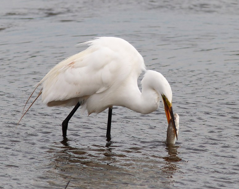 Egret Drops Big Breakfast 