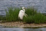 Egret Preening and Butt&nbsp;Shot
