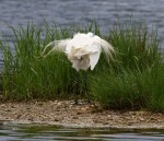 Egret Preening and Butt&nbsp;Shot