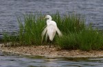 Egret Preening and Butt&nbsp;Shot