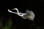 Egrets Leaving The&nbsp;Marsh