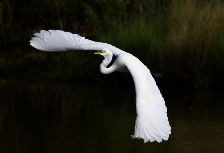 Egrets Leaving The Marsh