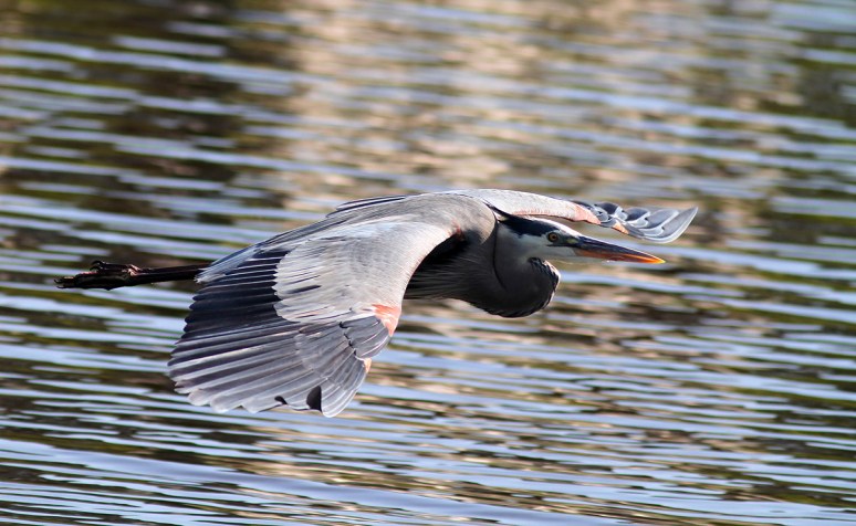 GBH Late Afternoon Flight