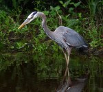 GBH Makes A&nbsp;Splash