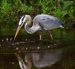 GBH Makes A&nbsp;Splash