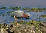 Green Heron Fishing in the Salt&nbsp;Marsh