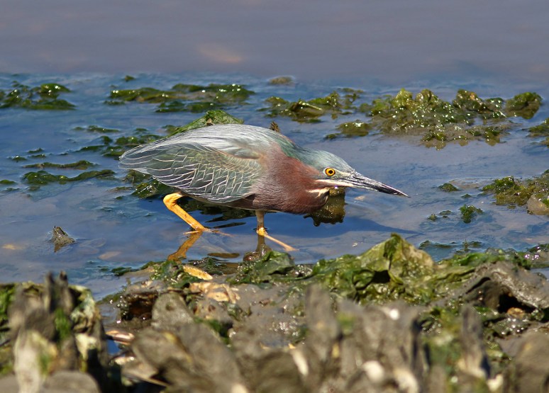 Green Heron Fishing in the Salt Marsh