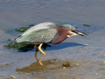 Green Heron Fishing in the Salt&nbsp;Marsh