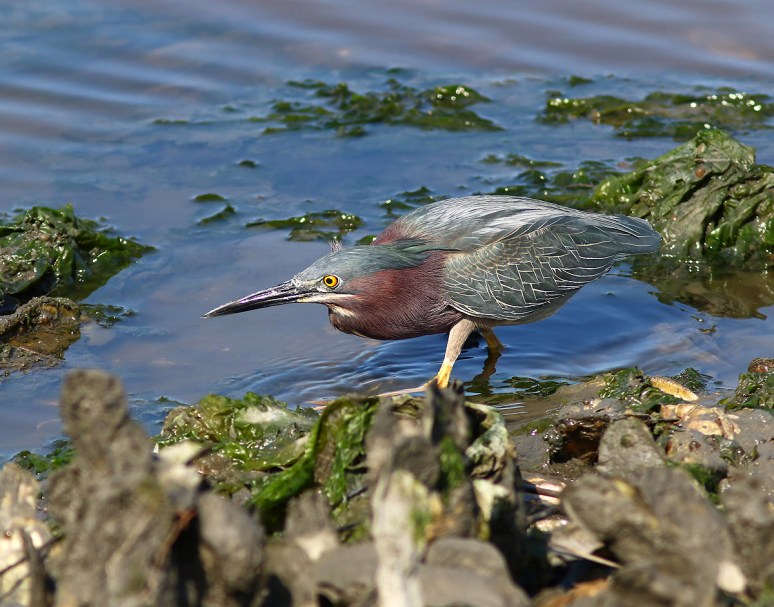 Green Heron Fishing in the Salt Marsh