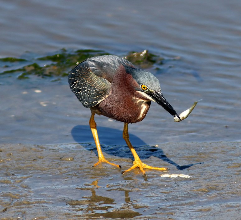 Green Heron Fishing in the Salt Marsh
