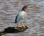 Green Herons Arrive