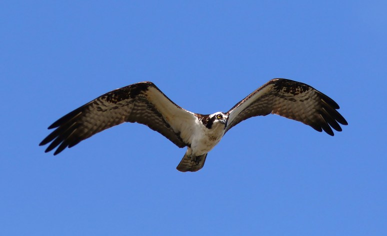 Osprey Taking Care of Business 