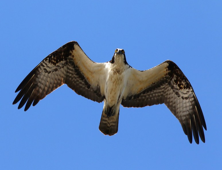Osprey Taking Care of Business 