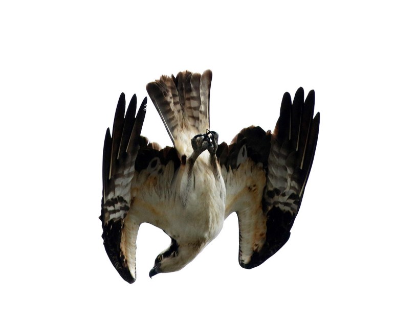 Osprey