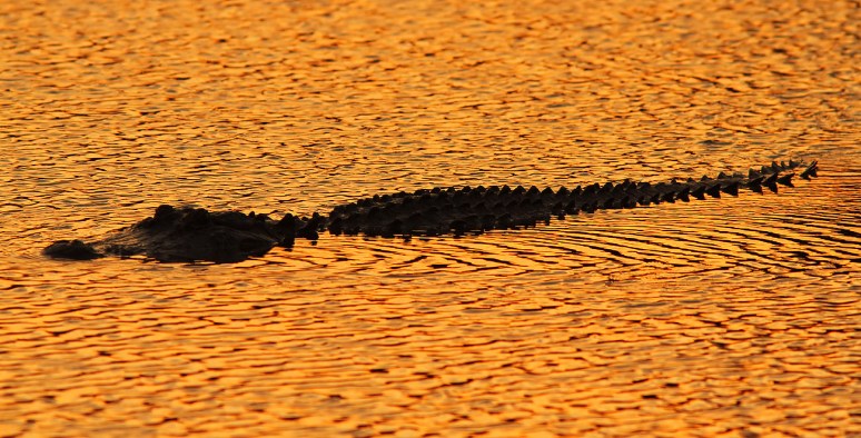 Alligator at Sunset 