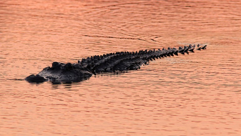 Alligator at Sunset 