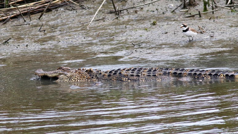 Alligator Fight and Fish in Salt Marsh 