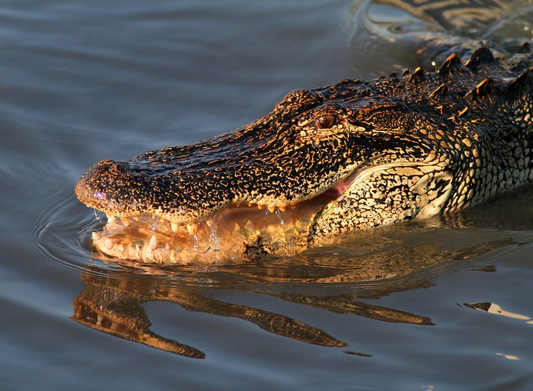 Alligator With The Look 