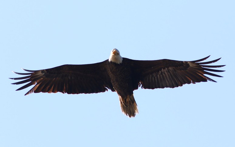 Bald Eagle Flight