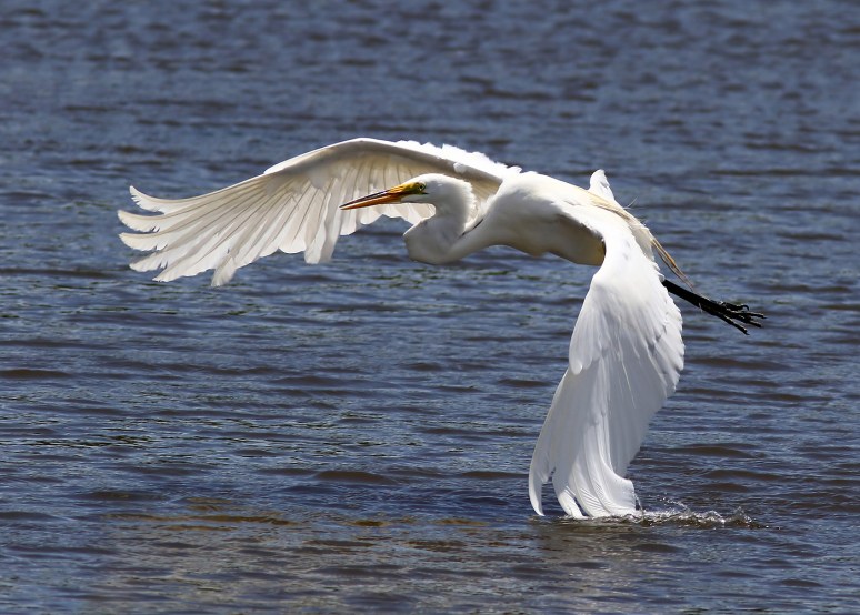 Egret Fighting The Wind