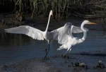 Egret Gets Chased