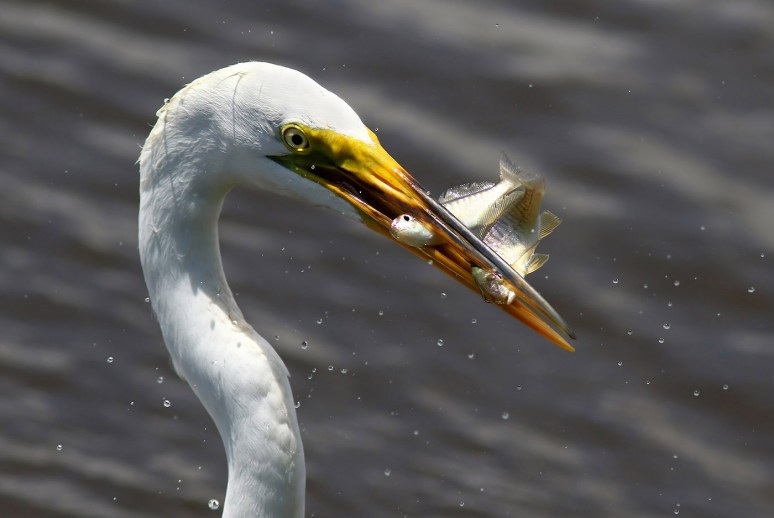 Egret With Two Fish