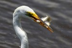 Egret With Two&nbsp;Fish
