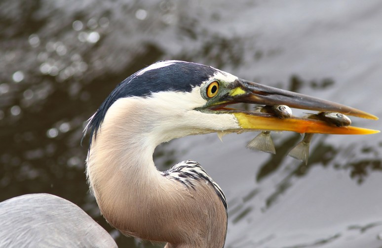GBH Does It Again with Two Fish 