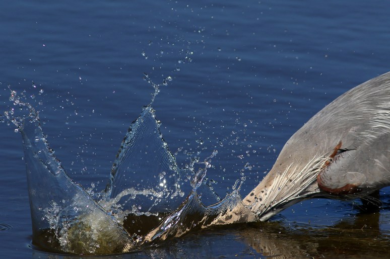 GBH Gets Quick Breakfast