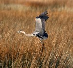 GBH Hops Out Of The&nbsp;Reeds